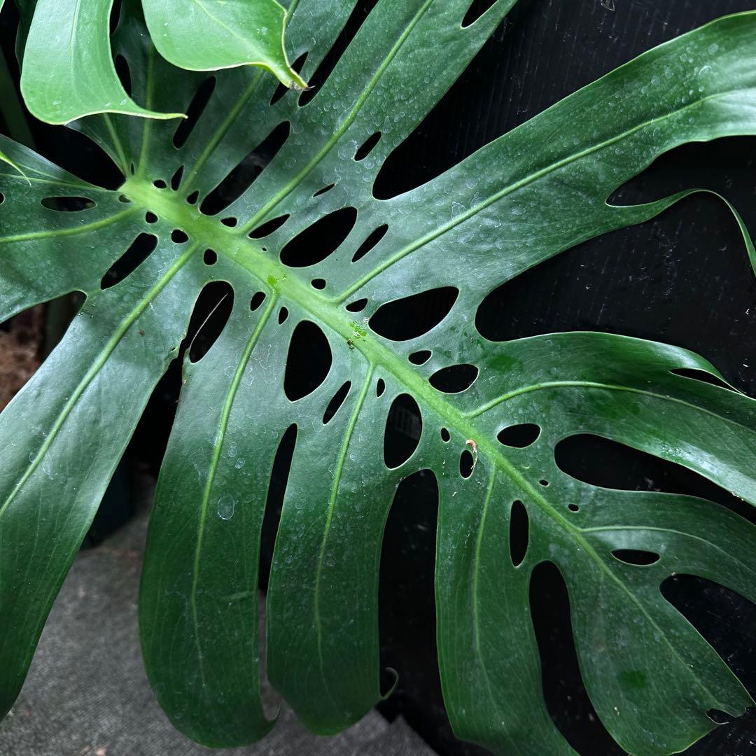 モンステラデリシオーサマクロコズム超希少系統鉢植え86㎝