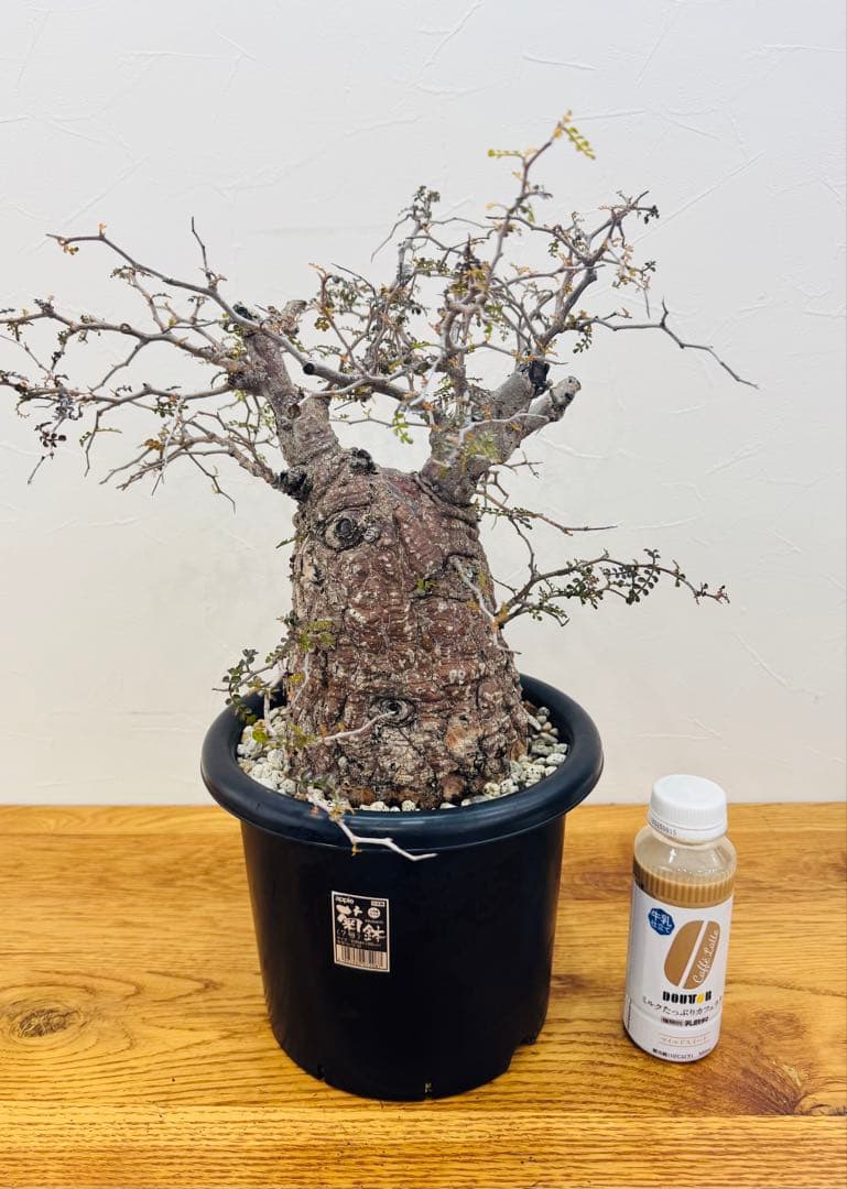 【鉢植えのまま発送】オペルクリカリア・パキプス 現地球 特大