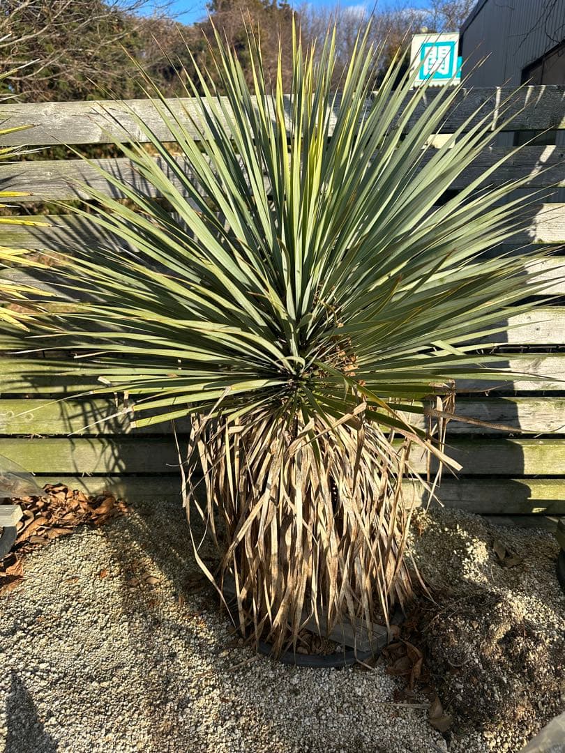 スペイン産ロストラータ　選抜株　110cm 発根済