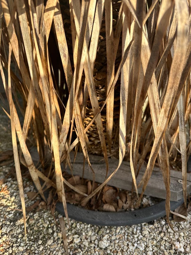 スペイン産ロストラータ　選抜株　110cm 発根済