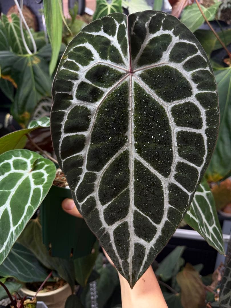 【ボトムカット】 Chocolate X RC 3芽あり