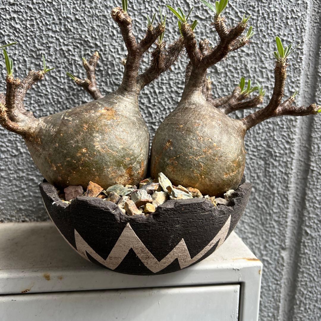 パキポディウム グラキリス 選抜株 2頭 大株