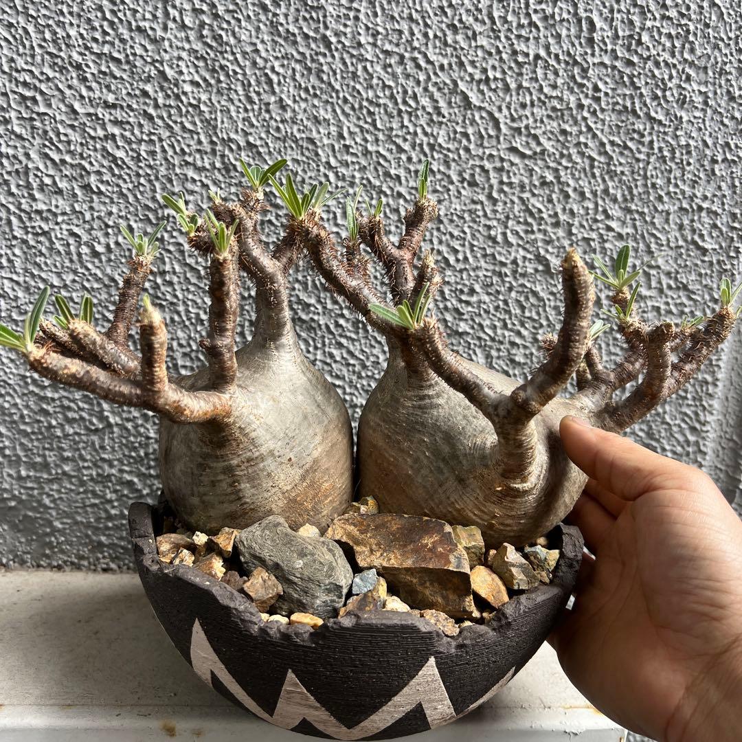 パキポディウム グラキリス 選抜株 2頭 大株