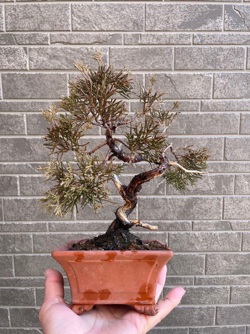 真柏小品盆栽　ジンシャリ