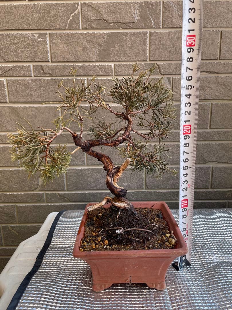 真柏小品盆栽　ジンシャリ