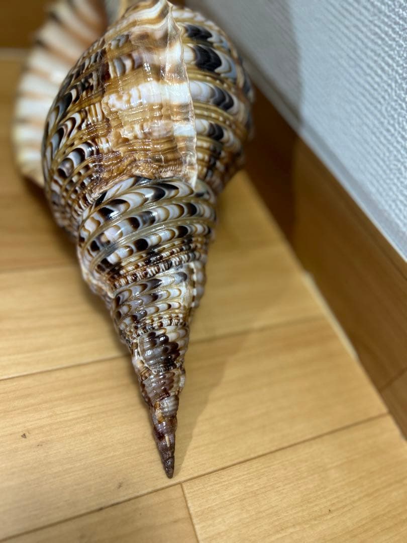 法螺貝 超特大 約37.5cmホラ貝 ほら貝 ほらがい 螺貝 ホラガイ