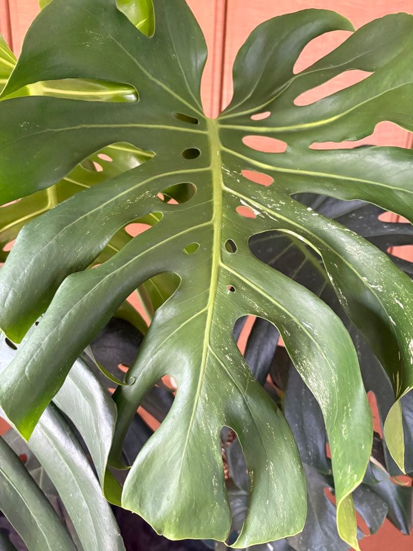 モンステラ　デリシオーサ　ホワイトティアーズ　斑入り