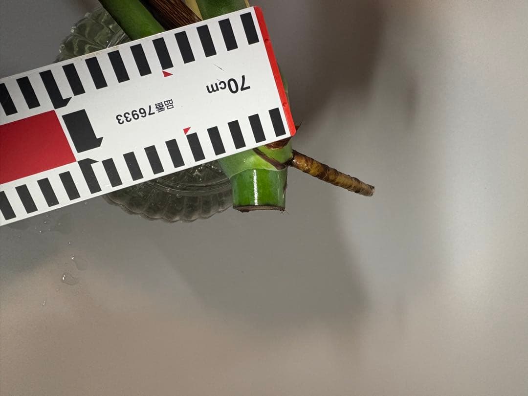 モンステラ　デリシオーサ　ホワイトティアーズ　斑入り