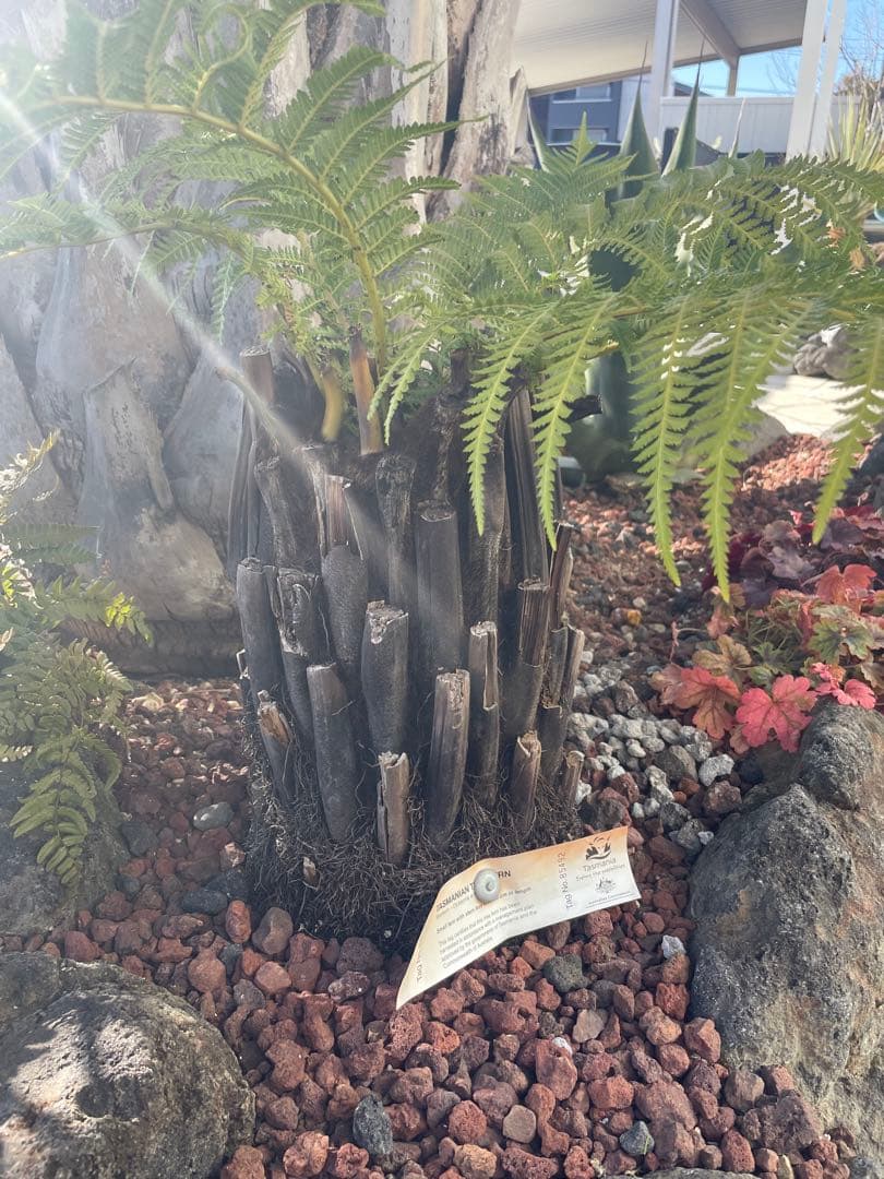【最終値下げ】ディクソニア・アンタルクティカ　大株　耐寒性あり