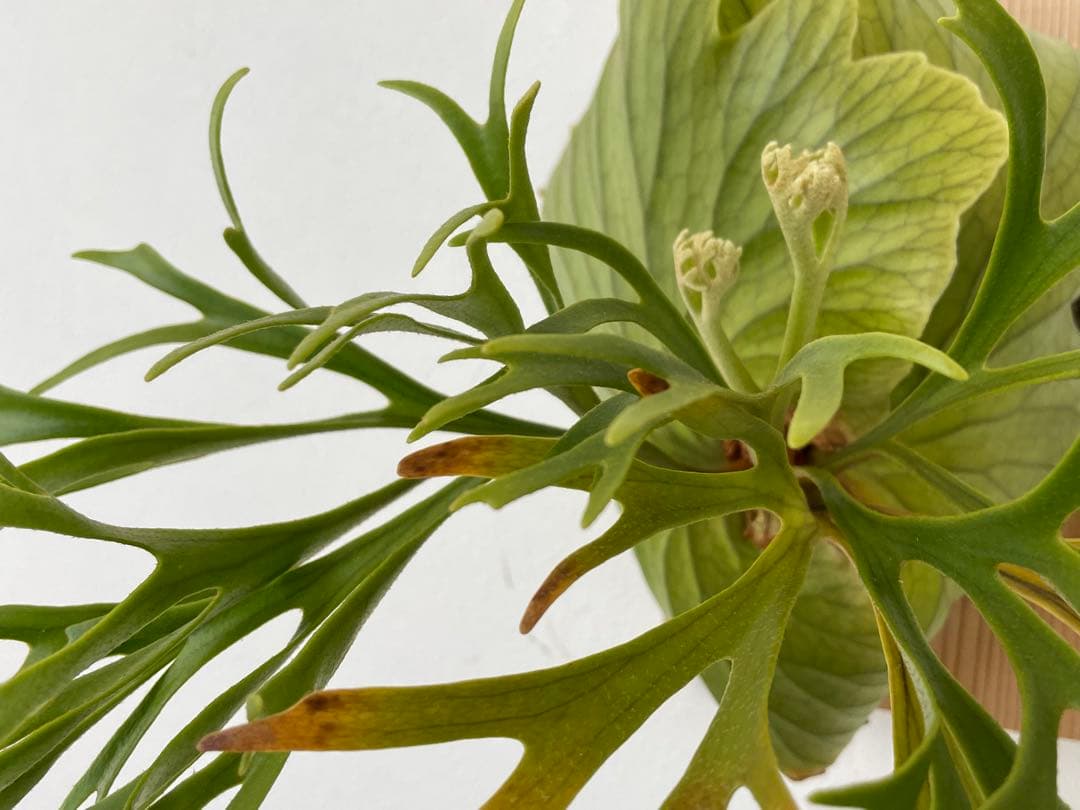 親株 Kitshakood Thin&Dwarf キッチャクード シン ドワーフ