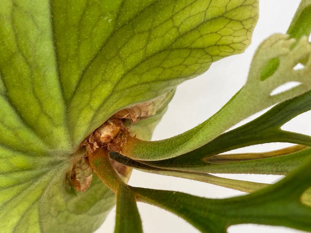 親株 Kitshakood Thin&Dwarf キッチャクード シン ドワーフ