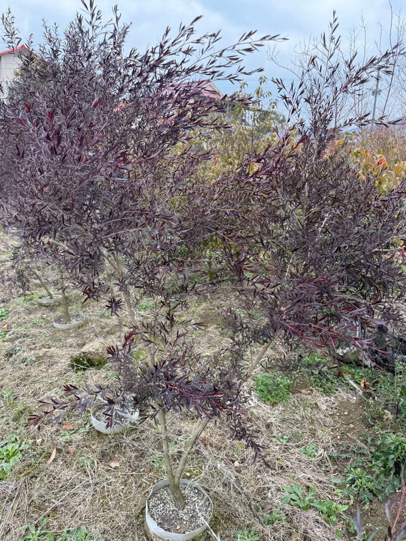 レプトスペルマム・カッパーグロウ　①