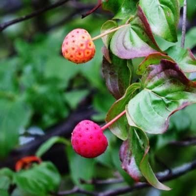 《現品》山法師(ヤマボウシ)株立ち　樹高1.5ｍ（根鉢含まず）16【苗木/植木】