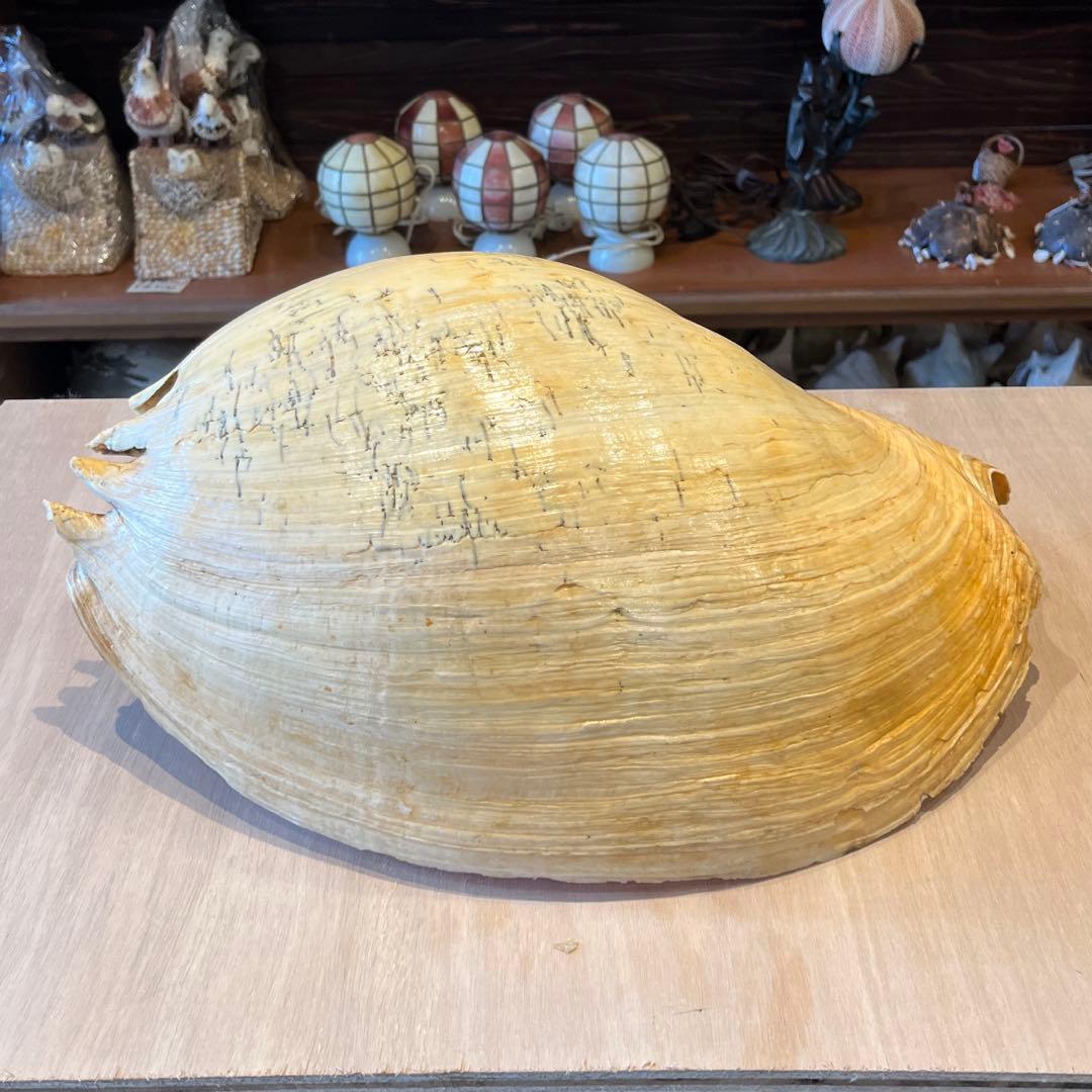 は*ん様 激レア　巨大　オーストラリア産　イナズマツノヤシ