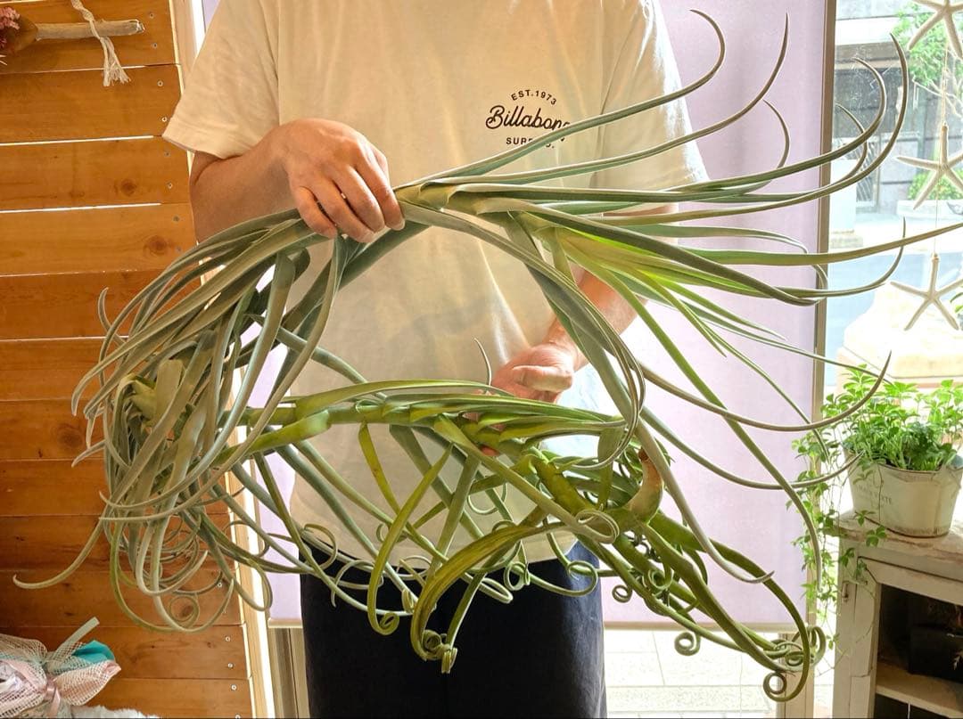 チランジア ドゥラティ ③