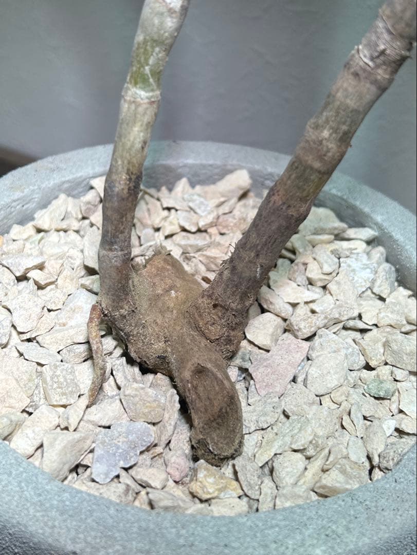 分枝株　アロエ　ストリアツラ　陶器鉢のまま発送　ドライガーデン　ロックガーデン
