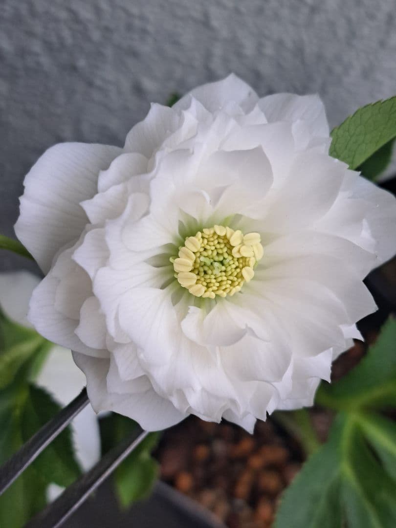 クリスマスローズ ウィンターシンフォニー レフレール 【メルカリ便発送】