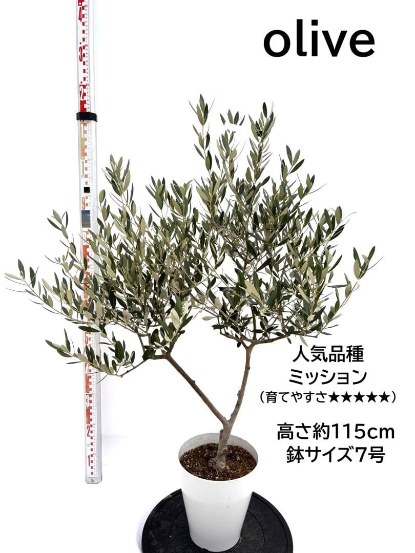 オリーブの木　ミッション　7号　約115cm　NO.726　人気品種　現品掲載