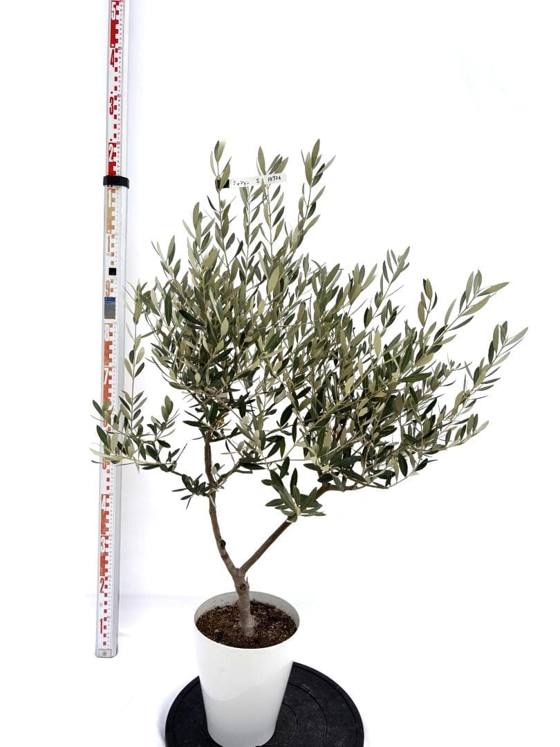オリーブの木　ミッション　7号　約115cm　NO.726　人気品種　現品掲載
