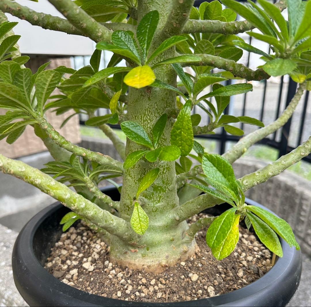 値下げ！ 早い者勝ち！ドルステニア　ギガス　大株