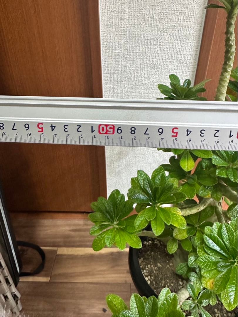 値下げ！ 早い者勝ち！ドルステニア　ギガス　大株