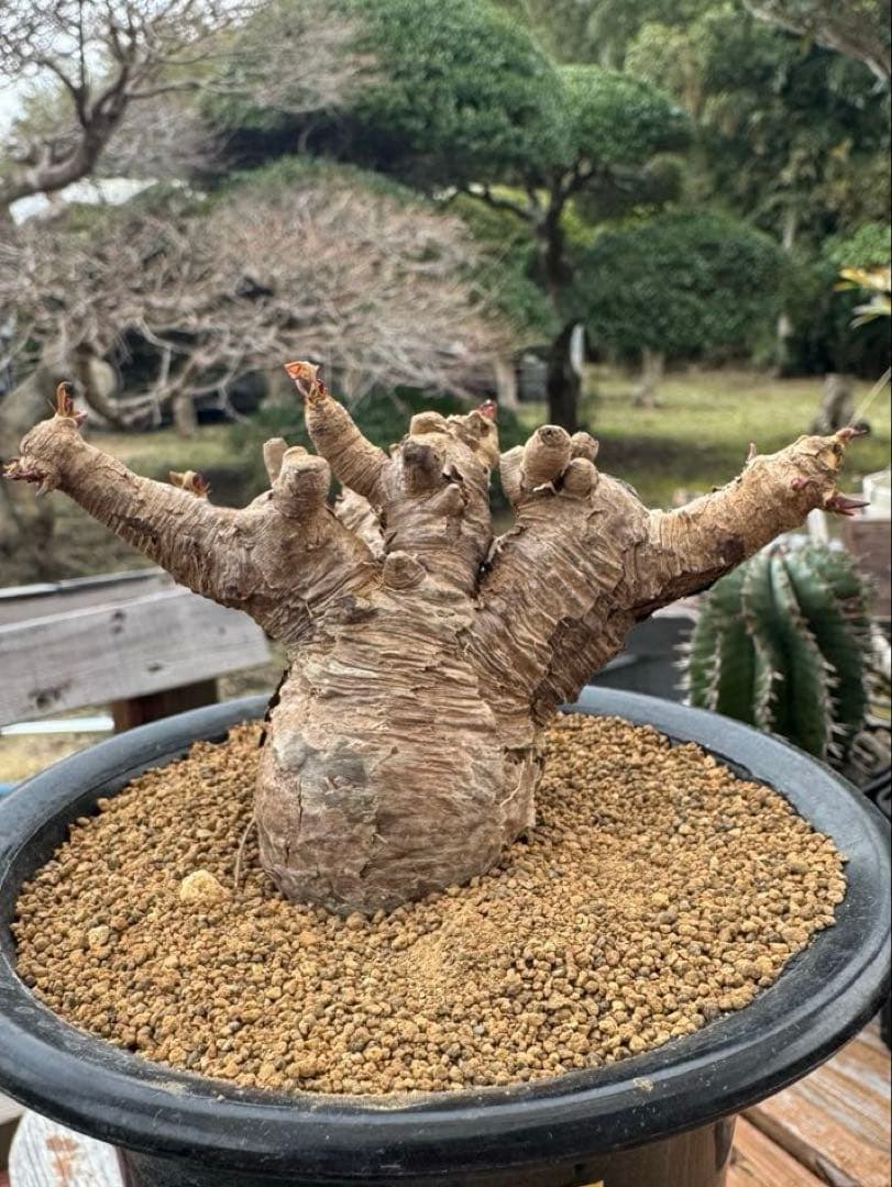 ユーフォルビア　イトレメンシス　①