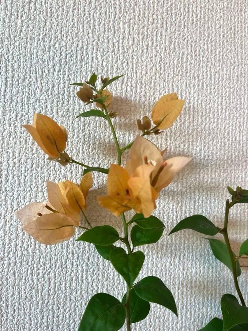 ブーゲンビリア　大苗　超希少　海外種 繰り返し咲き　花付き花持ち良し