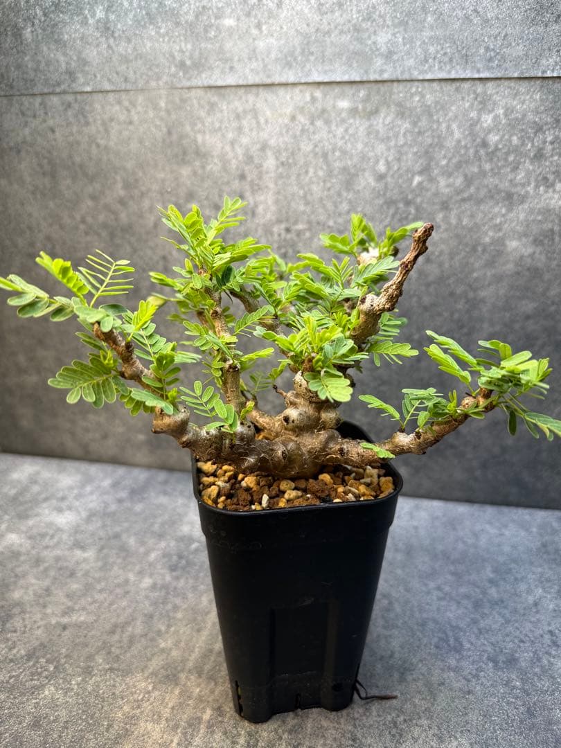 センナ　メリディオナリス　海外実生　発根済み　420