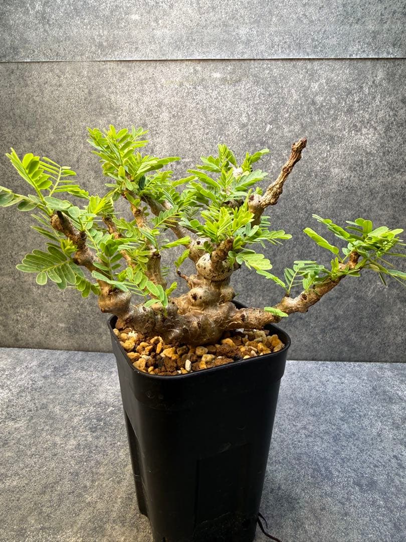 センナ　メリディオナリス　海外実生　発根済み　420