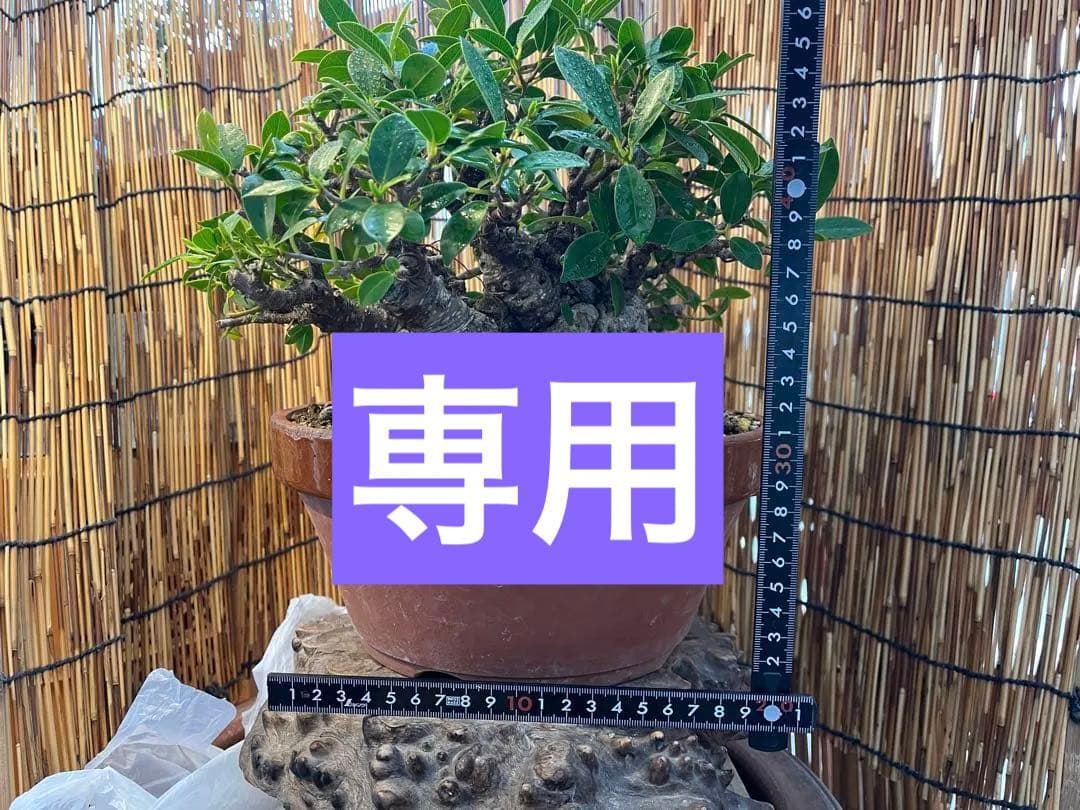 ✨✨✨superガジュマル【◎ジブリの世界】検/イボガジュマル♪セール♪