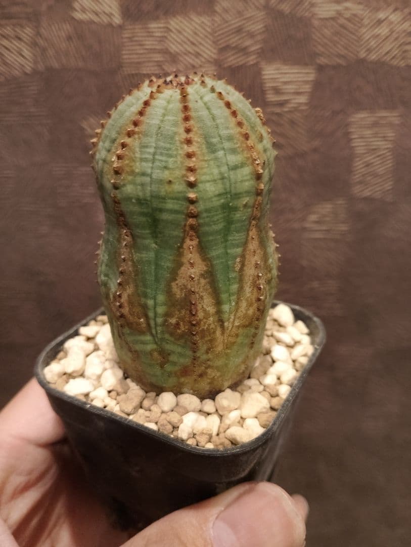 特選 ユーフォルビア オベサ 錆オールド