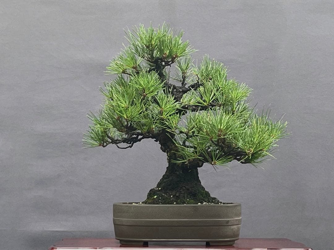 三河盆栽　黒松　盆栽