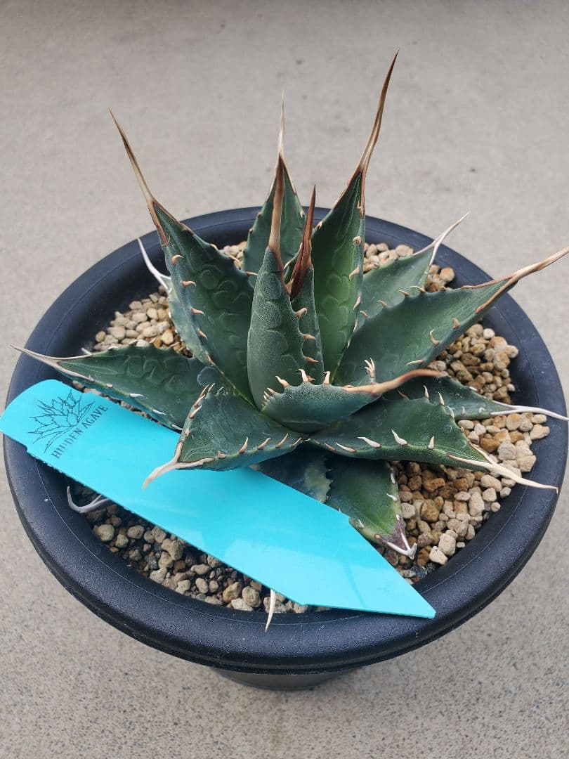 アガベ　エボリスピナ × モンタナ ハイブリッド　エボリモンタナ　中株