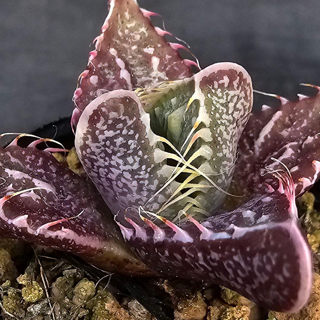 多肉植物 フォーカリア 魔獣の肉×紅蓮地獄(実生苗です)