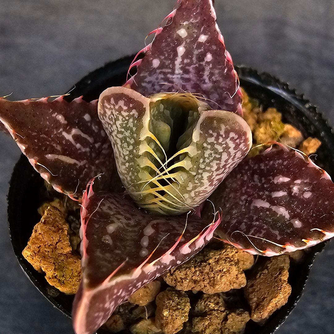 多肉植物 フォーカリア 魔獣の肉×紅蓮地獄(実生苗です)