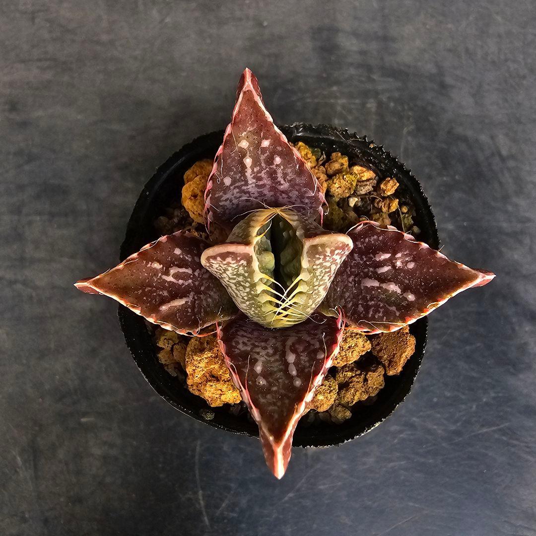 多肉植物 フォーカリア 魔獣の肉×紅蓮地獄(実生苗です)