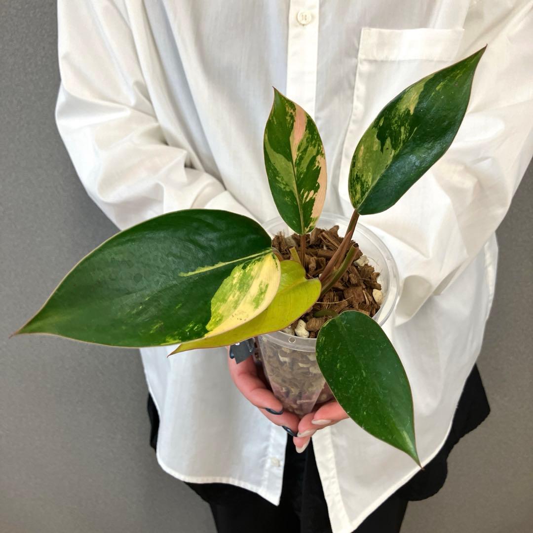 超希少❗️フィロデンドロン　レッドコンゴ✨