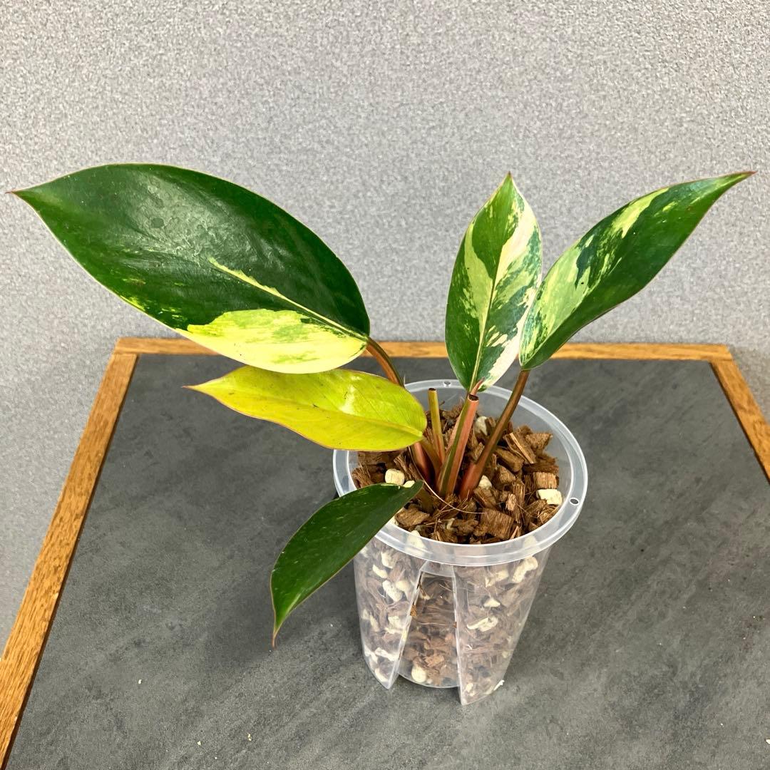 超希少❗️フィロデンドロン　レッドコンゴ✨