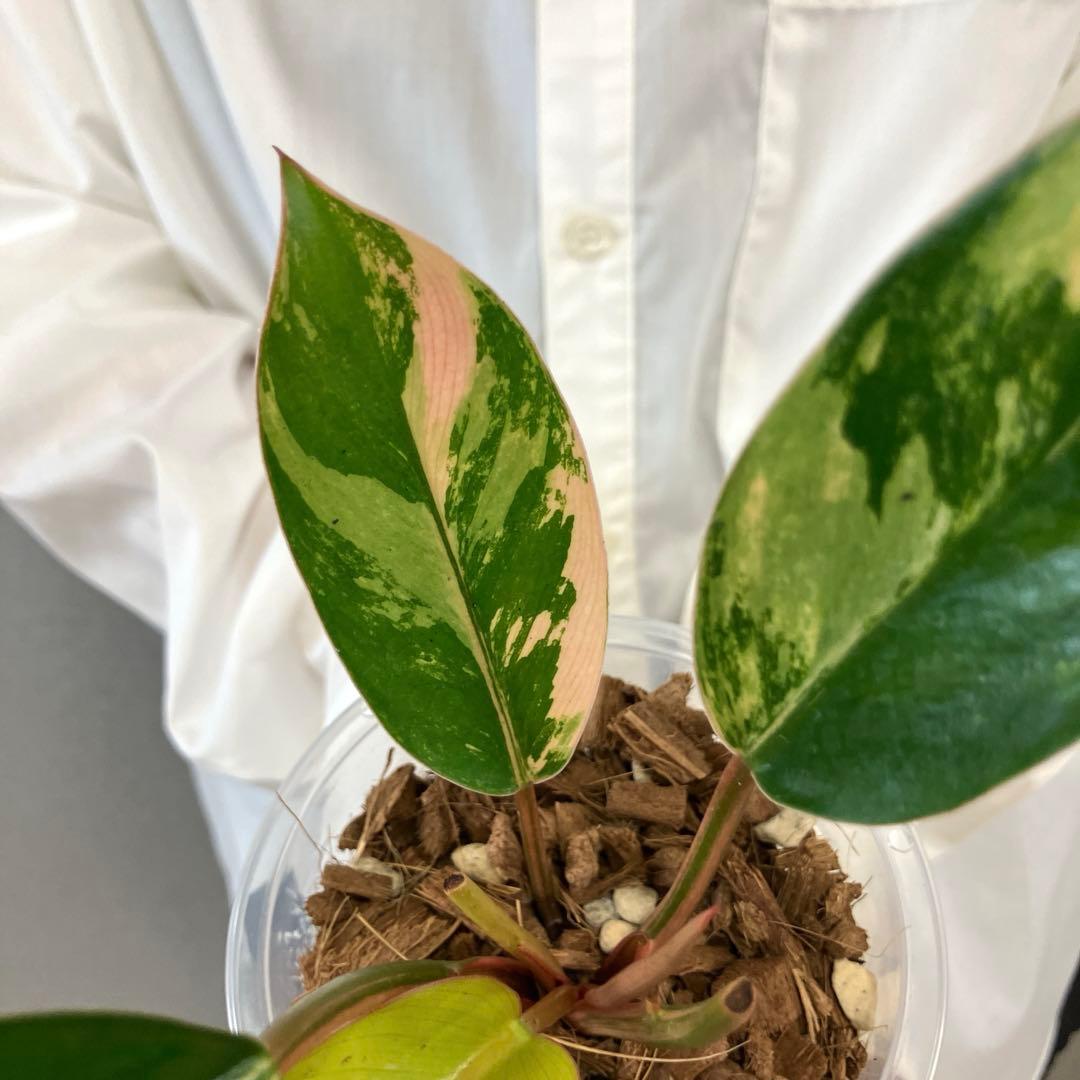 超希少❗️フィロデンドロン　レッドコンゴ✨