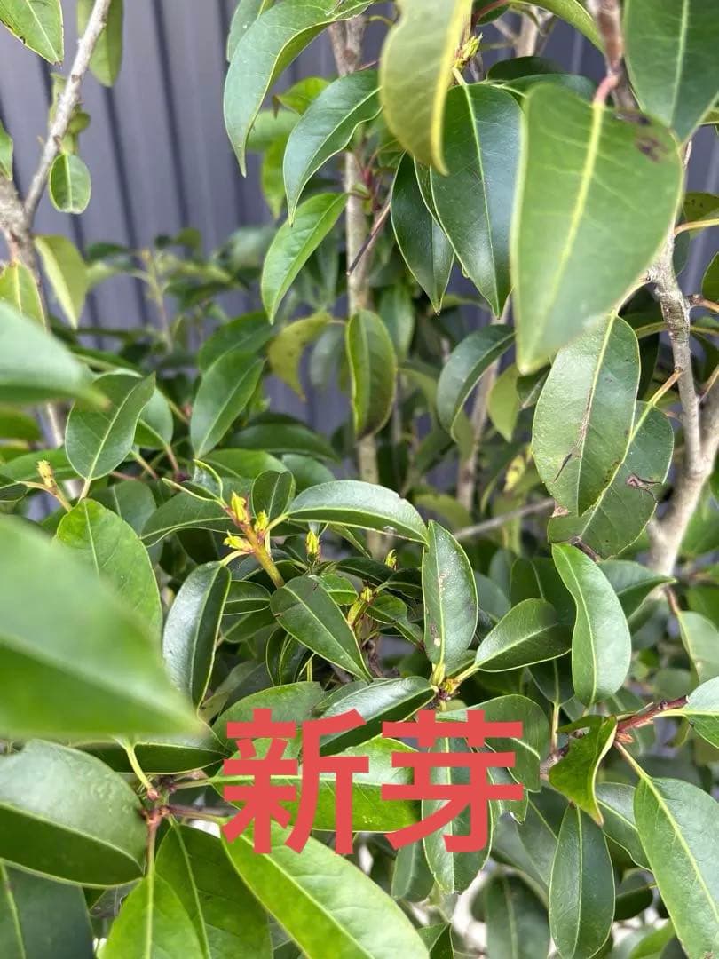 ◆ソヨゴ◆常緑樹◆複数株立◆雌株◆赤い実‼️◆④