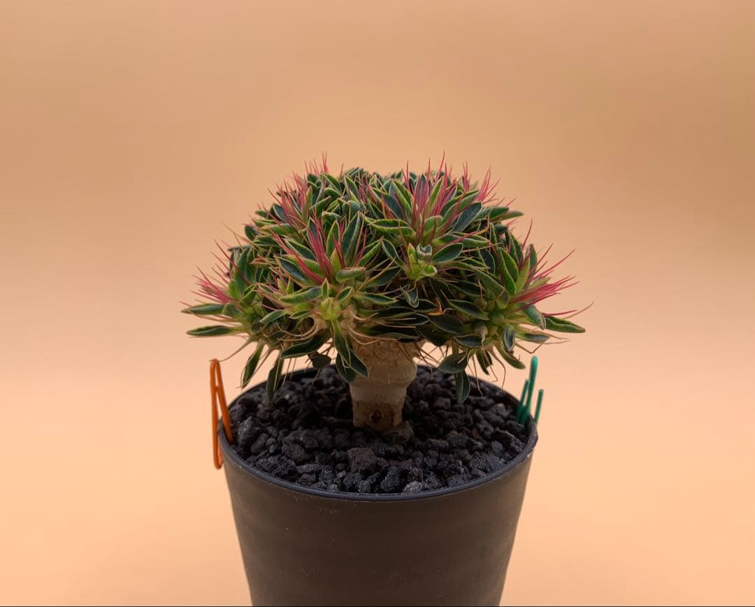 ユーフォルビア ギラウミニアナ 実生株 eg81 【鉢ごとメルカリ便】