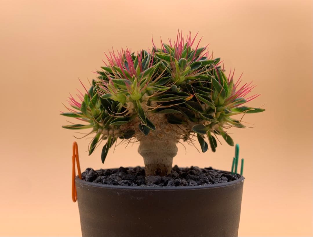 ユーフォルビア ギラウミニアナ 実生株 eg81 【鉢ごとメルカリ便】