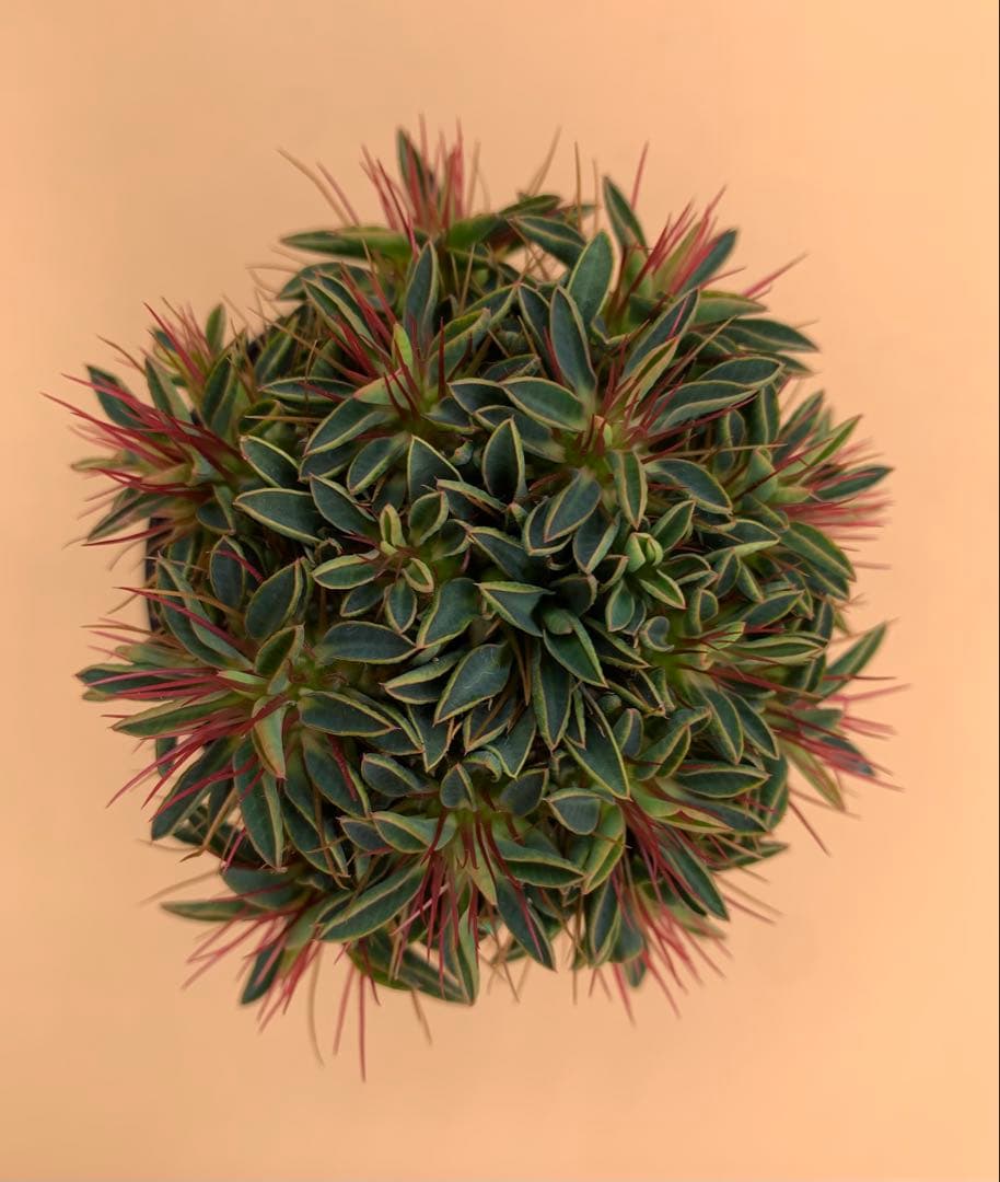 ユーフォルビア ギラウミニアナ 実生株 eg81 【鉢ごとメルカリ便】