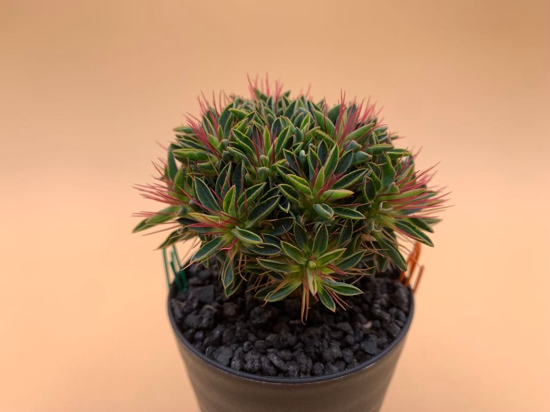 ユーフォルビア ギラウミニアナ 実生株 eg81 【鉢ごとメルカリ便】