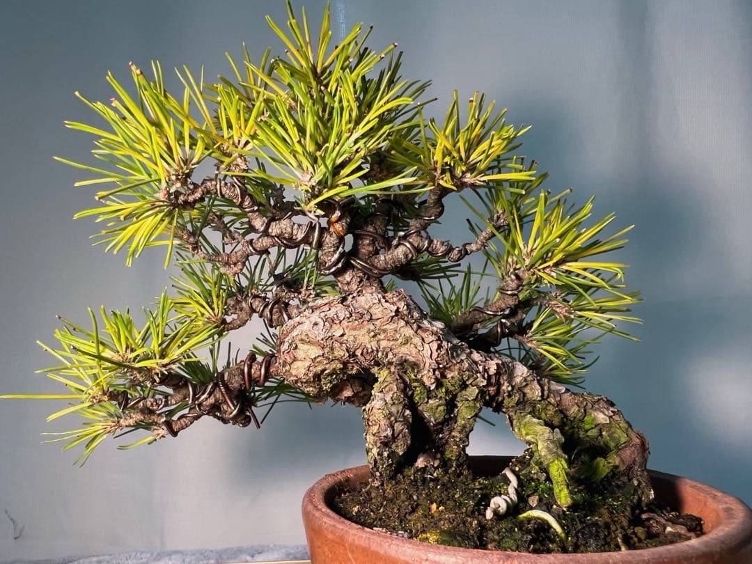 黒松　古木　変わり木