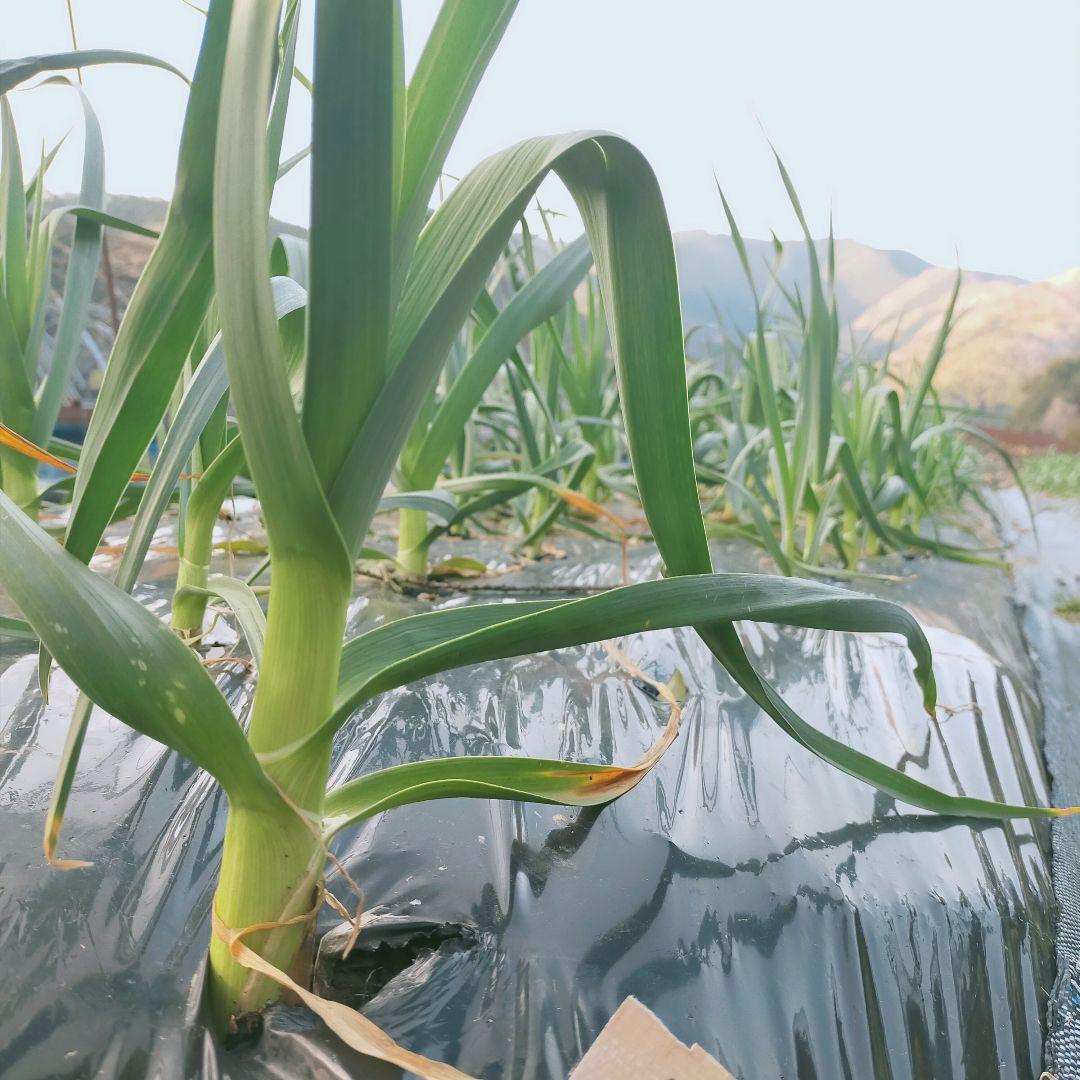 専用出品　農薬未使用　土佐ニンニク2.5kg