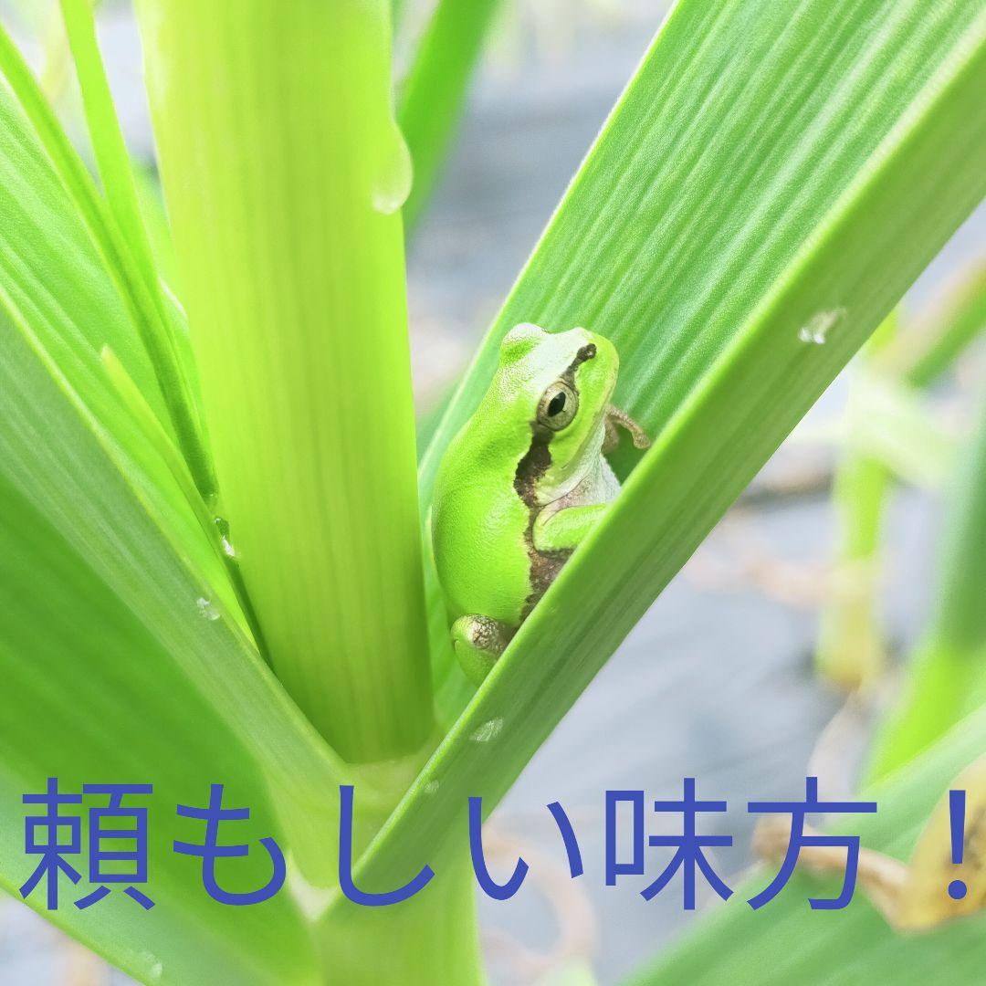 専用出品　農薬未使用　土佐ニンニク2.5kg