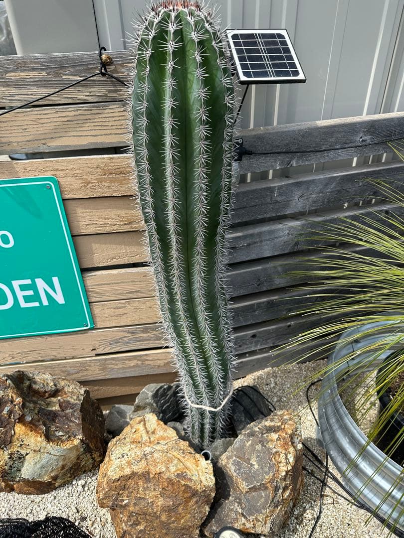 カ〜ジマン　武倫柱　選抜株　発根済み　110cm