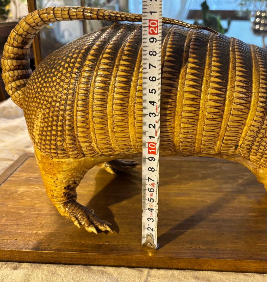 ココノオビアルマジロ/剥製/ワシントン条約 ・日本国内法（種の保存法）対象外