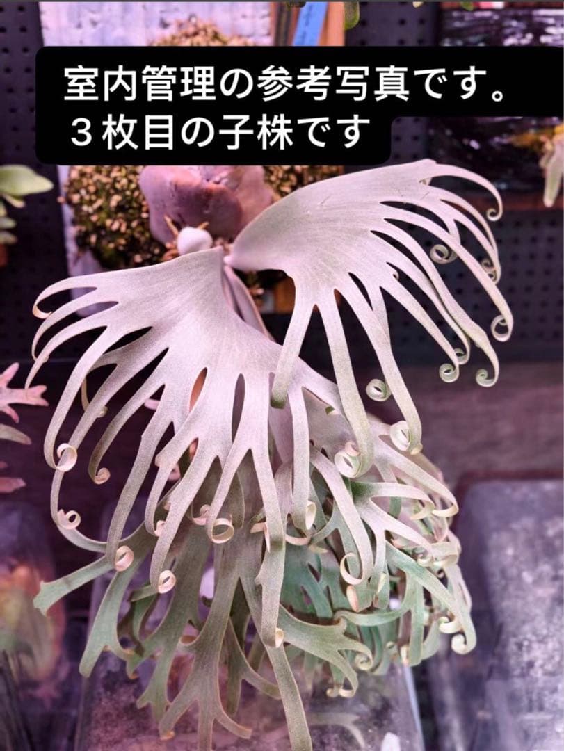 P.solar eclipse OC子株